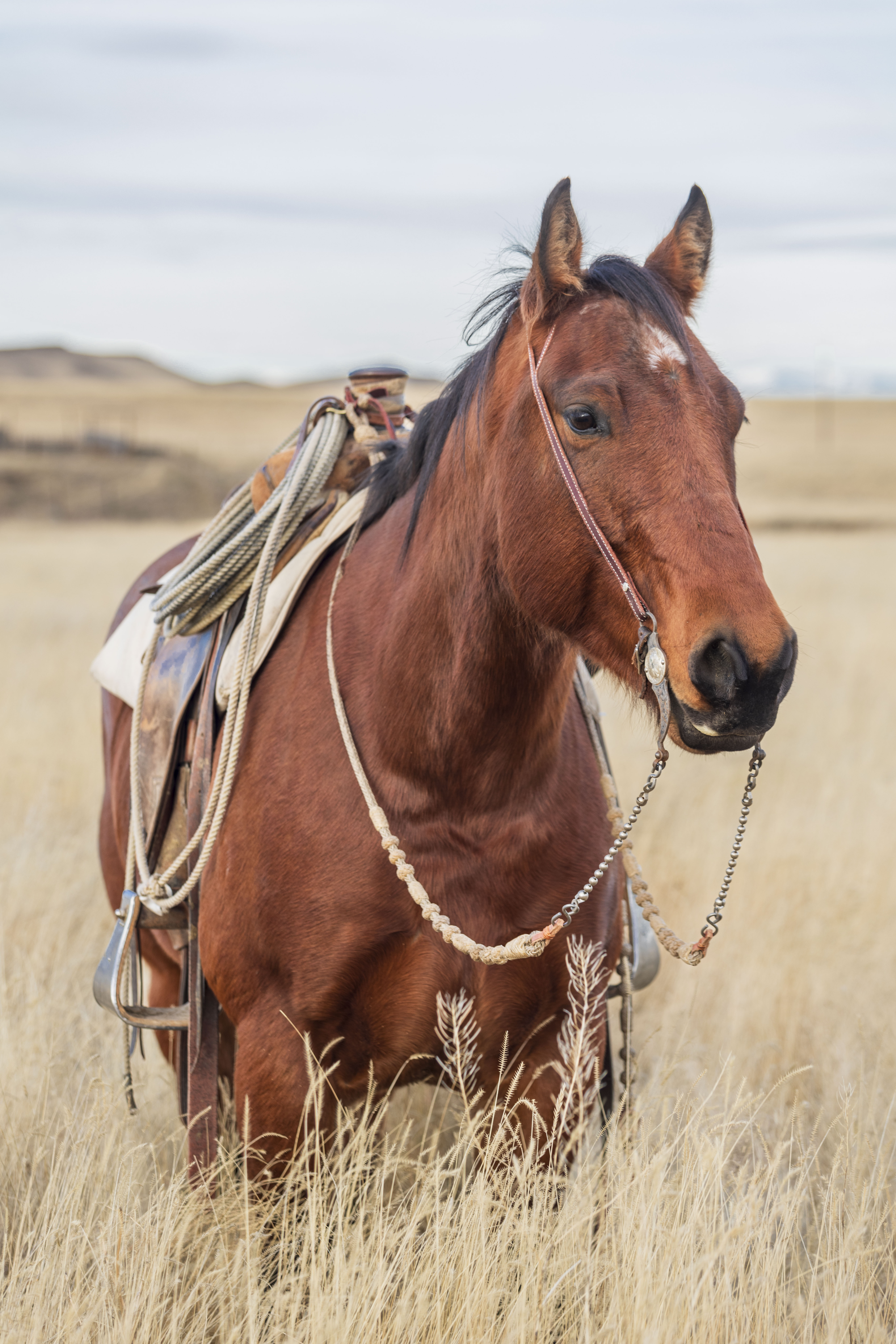 ranch horse