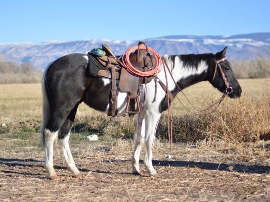 Cimmy Oak Gelding 