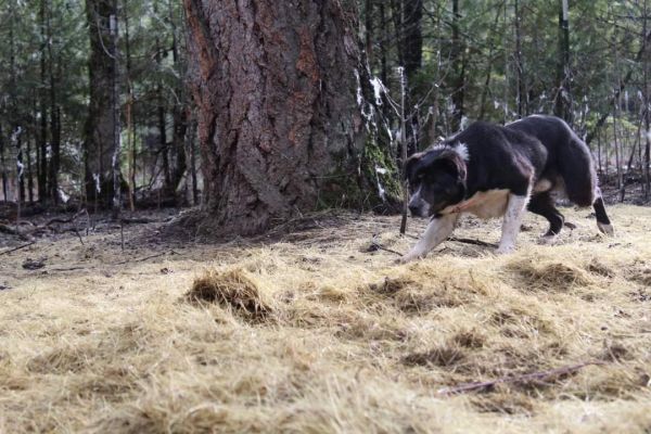 GRSD Billy, stock dog, cattle dog, working dog