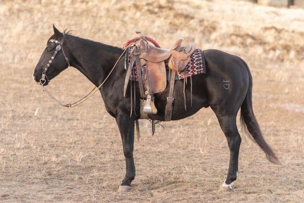 Ranch horse 