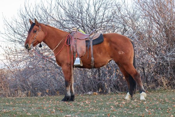 Side view, saddled and bridled