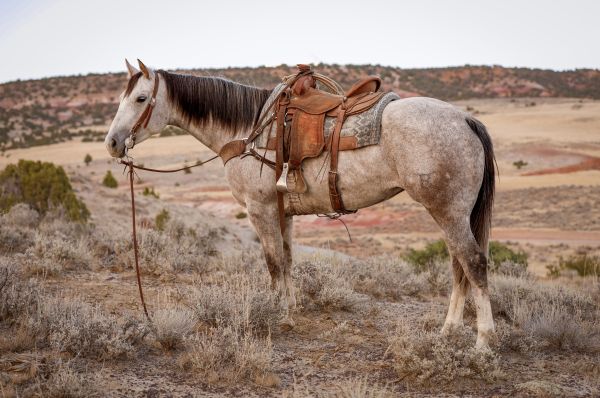 Ranch horse, rope horse, trail horse