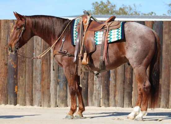 Ranch Horse, Cow Horse, Bridle Horse, Head Horse, Rodeo Horse, Ranching Heritage, Ranch Versatility, Turnback Horse