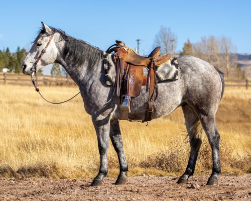 Ranch/Rope horse deluxe