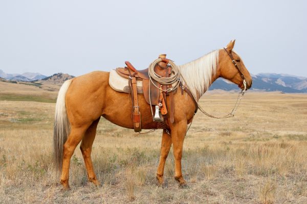 ranch horse